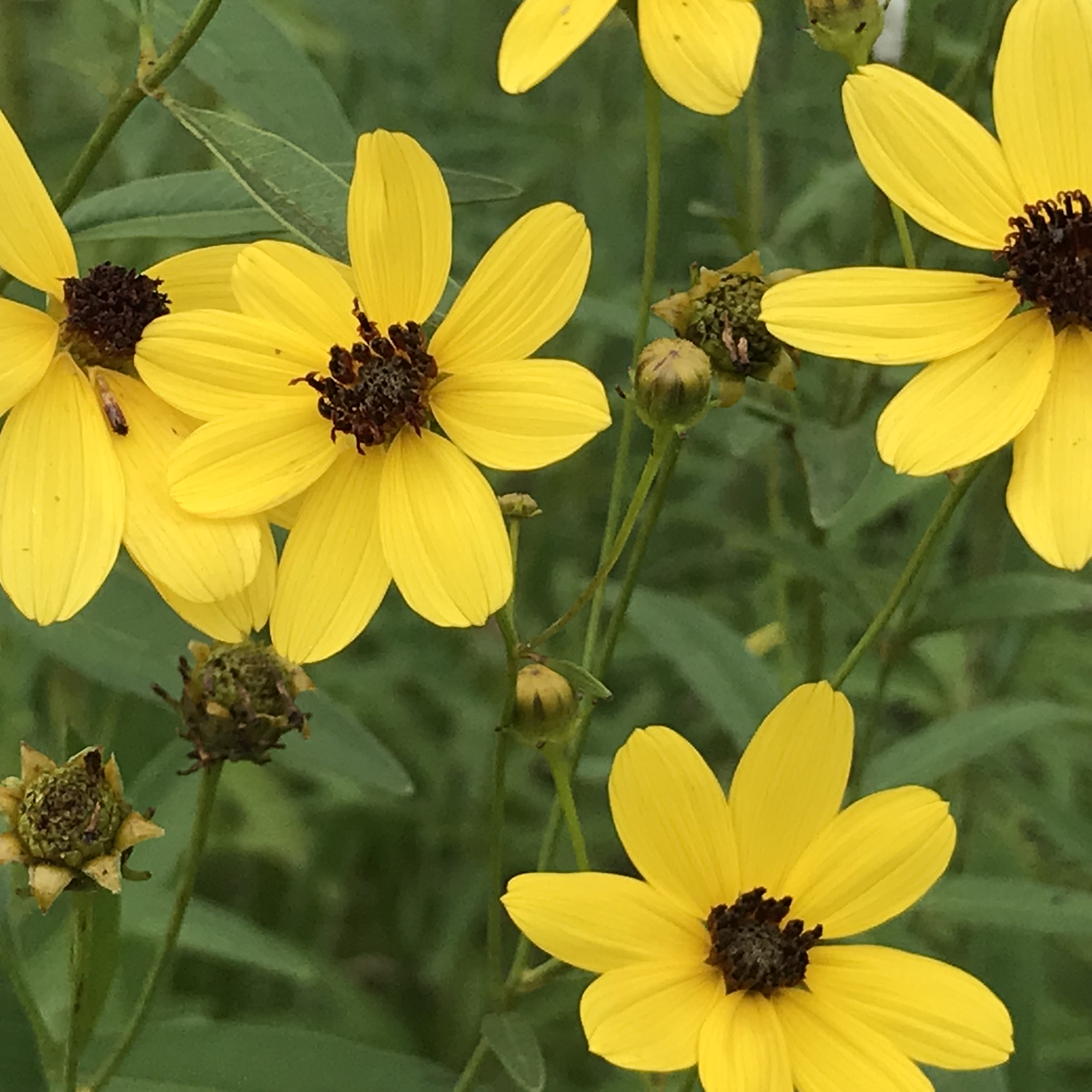 coreopsis tripteris