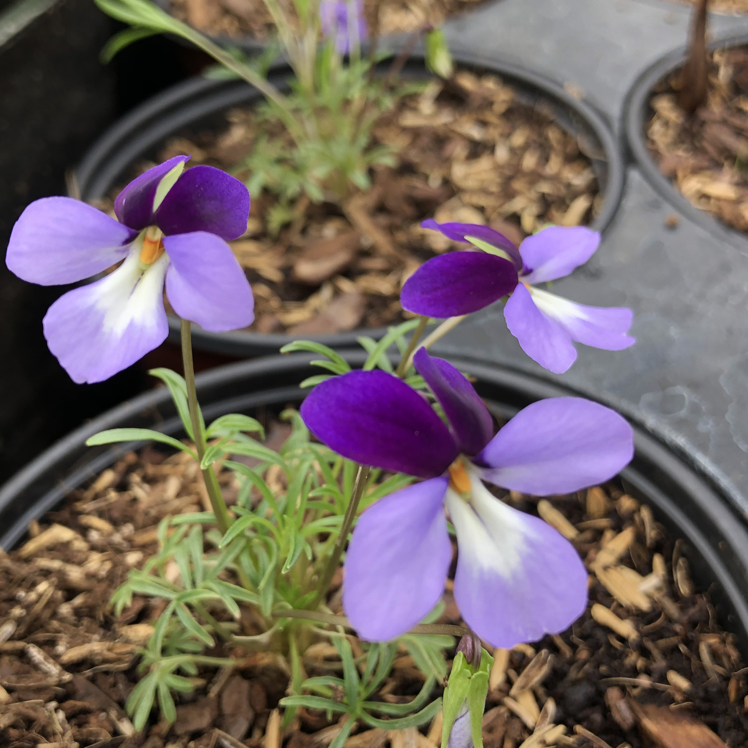 viola pedeta